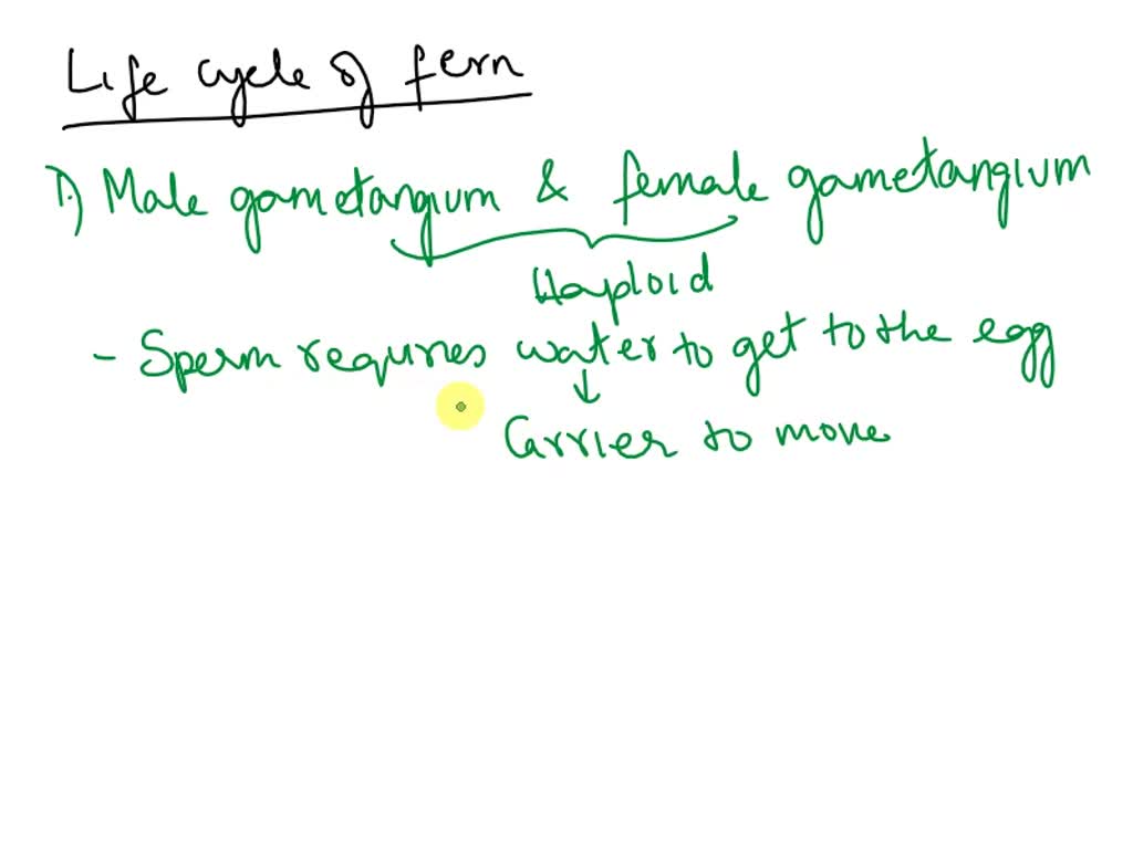 SOLVED: Rhizcid Fomala gamalanqilm Nale ganotangium Spcrargium Sori ...