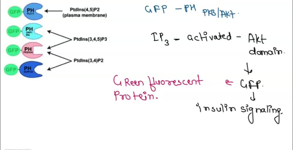 SOLVED Which one will glow under UV light? None of them GFP protein