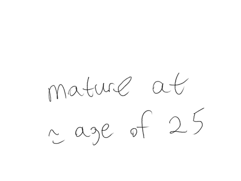 at-about-what-age-does-the-brain-become-fully-mature-25-20-30-35