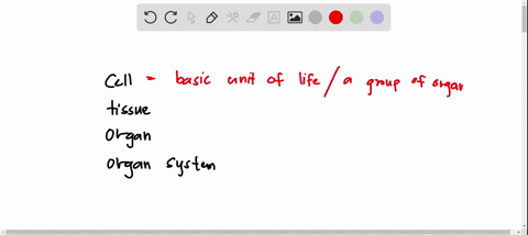 which-level-of-organization-is-pictured-cell-tissue-organ-organ-system-46605