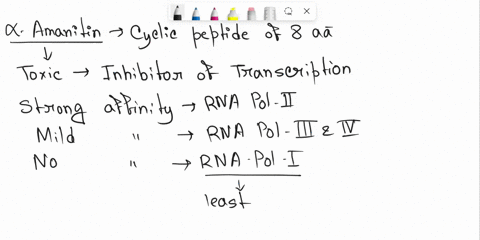 a-scientist-has-discovered-a-new-eukaryotic-gene-she-wants-to-determine-which-rna-polymerase-transcribes-it-so-she-applies-amanitin-to-a-tissue-culture-of-the-cells-and-measures-the-amount-o-68896