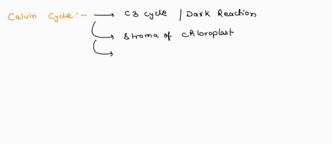 question-1-05-in-the-calvin-cycle-which-of-the-following-occurs-select-all-thc-apply-all-of-the-the-choices-are-correct-co2-is-incorporated-into-carbohydrates-chlorophyll-a-absorbs-light-ene-27027