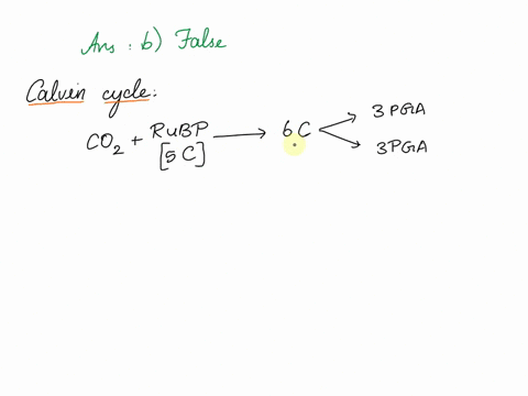 in-the-calvin-cycle-coz-first-binds-to-five-carbon-molecule-forming-six-carbon-molecule-that-splits-t0-iorm-twvo-three-carbon-molecules-inue-0-fltt-28355