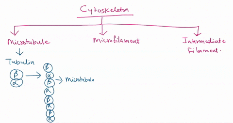 the-cellular-cytoskeleton-of-eukaryotes-contains-which-of-these-types-of-protein-fibers-microtubules-intermediate-filaments-microflaments-actin-filaments-all-of-these-types-of-fibers-are-inv-52879