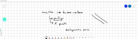arm-muscles-and-leg-muscles-are-arranged-in-antagonistic-pairs-how-does-this-affect-their-functioning-a-it-provides-a-backup-if-one-of-the-muscles-is-injured-b-one-muscle-of-the-pair-pushes-while-th-2