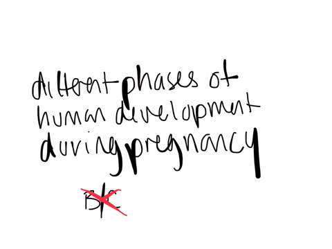which-of-the-following-correctly-identifies-the-different-phases-of-human-development-a-weeks-1-to-8-are-called-the-fetal-development-and-weeks-9-to-39-are-called-the-embryonic-development-b-the-1st-t