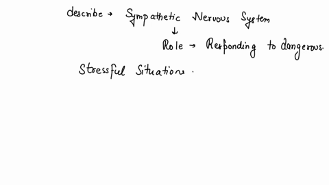 which-best-describes-the-sympathetic-nervous-system-72065