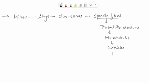 during-this-stage-of-mitosis-the-chromosomes-become-attached-to-the-spindle-fibers-a-prometaphase-b-prophase-c-metaphase-d-anaphase-e-telophase-67235