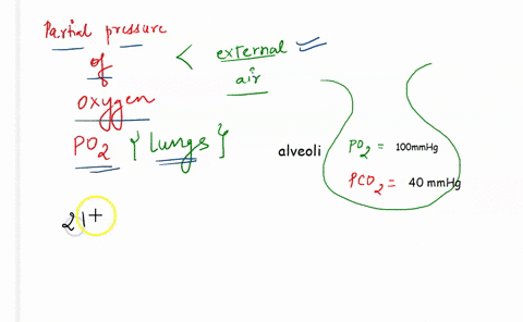 why-is-the-partial-pressure-of-oxygen-lower-in-the-lung-than-in-the-external-air-a-oxygen-is-constan-94143
