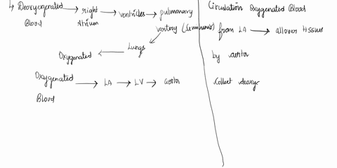 please-explain-the-differences-between-the-pulmonary-and-systemic-circuits-of-the-cardiovascular-system-please-also-explain-the-stages-of-the-cardiac-cycle-and-what-happens-from-an-anatomica-61654