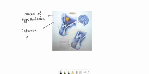 correctly-label-the-following-gross-anatomy-of-the-hypothalamus-and-pituitary-glands-stalk-thyroid-secondary-capillaries-pineal-gland-nuclei-of-hypothalamus-thalamus-anteriorpituitan-portal-29246
