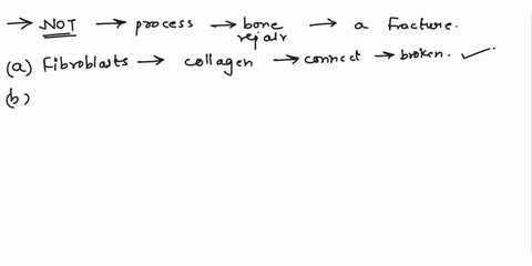 which-is-not-involved-in-the-process-of-bone-repair-following-a-fracture-a-fibroblasts-produce-collagen-fibers-to-connect-broken-pieces-of-bone-b-a-fibrocartilaginous-callus-serves-as-a-mode-38063