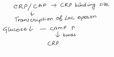 school-wirk-help-the-camp-response-protein-ie-crp-or-cap-activates-the-transcription-of-the-lac-operon-involves-each-of-the-following-except-o-cooperative-dna-binding-o-recruitment-or-rnap-a-75146