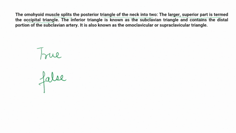 4-the-posterior-triangle-of-the-neck-is-further-subdivided-into-occipital-triangle-and-supraclavicular-triangle-by-the-omohyoid-muscle-by-the-sternocleidomastoid-muscle-by-the-trapezius-musc-94453