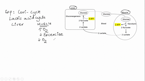 in-the-cori-cycle-_______-is-converted-to-_______-in-the-liver-group-of-answer-choices-lactate-glucose-glucose-amino-acids-fat-lactate-fat-amino-acids-glucose-lactate-92137