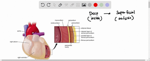 13-my-courses-21wi-bio-234-03-week-8-february-28-march-6-lecture-the-tissue-layers-of-the-heart-from-deep-to-superficial-are-select-one-epicardium-endocardium-myocardium-b-endocardium-myocar-70016