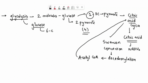two-molecules-of-glucose-pass-through-glycolysis-in-the-presence-of-o2-how-many-carbons-from-those-2-molecules-will-eventually-enter-the-tca-cycle-to-form-molecules-of-citric-acid-13203