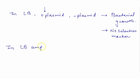 mention-in-the-diagram-below-which-plates-will-have-bacterial-growth-and-which-plates-will-show-glowing-colonies-explain-your-prediction-plasmid-plasmid-lbamp-lbamp-lb-amp-ara-lbamp-ara-26652