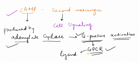 which-of-the-following-correctly-describes-how-camp-acts-as-second-messenger-camp-is-produced-by-adenylate-cyclase-in-response-to-g-protein-activation-it-activates-many-enzymes-through-camp-43832