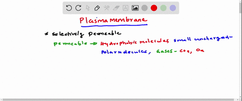 explain-why-glucose-cannot-pass-directly-through-the-cell-membrane-a-the-plasma-membrane-is-impermeable-to-polar-molecules-so-transport-proteins-are-required-b-the-plasma-membrane-is-selecti-20294