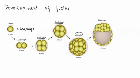 need-help-asap-there-are-many-developmental-stages-that-a-human-undergoes-between-fertilization-and-birthwhat-stage-is-shown-above-a-blastula-b-zygote-c-morula-d-gastrula-43162