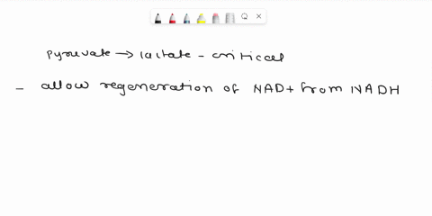 why-is-the-conversion-of-pyruvate-to-lactate-lactic-acid-critical-for-anaerobic-glycolysis-how-does-this-conversion-allow-glycolysis-to-continue-to-run-without-oxygen-81816