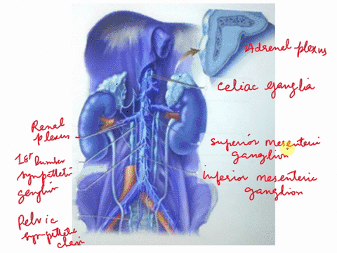 identify-which-anatomical-component-each-label-describes-by-clicking-and-dragging-it-to-its-correct-position-on-the-image-celiac-ganglia-aortic-plexus-adrenal-plexus-pelvic-sympathetic-chain-74787