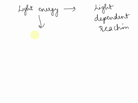what-is-light-energy-converted-into-during-the-light-dependent-reactions-54537