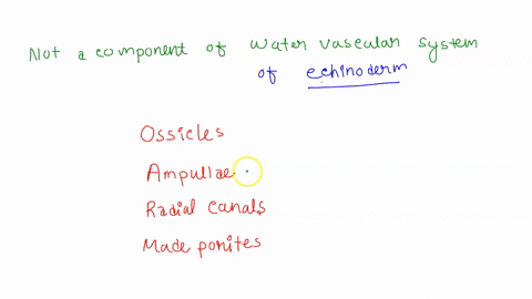 which-of-the-following-structures-is-not-a-component-of-the-watervascular-system-of-an-echinoderm-a-58487