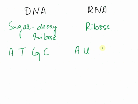compare-and-contrast-dna-and-rna-include-the-similarities-and-differences-in-their-chemical-composition-and-structure-as-well-as-their-general-roles-within-the-cell-02885