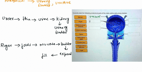 correctly-label-the-following-anatomical-parts-of-the-male-urethra-and-urinary-bladder-detrusor-augae-extemal-urethral-sphincter-uretaral-openings-trigone-bulbourelhral-gland-prostale-gland-10832