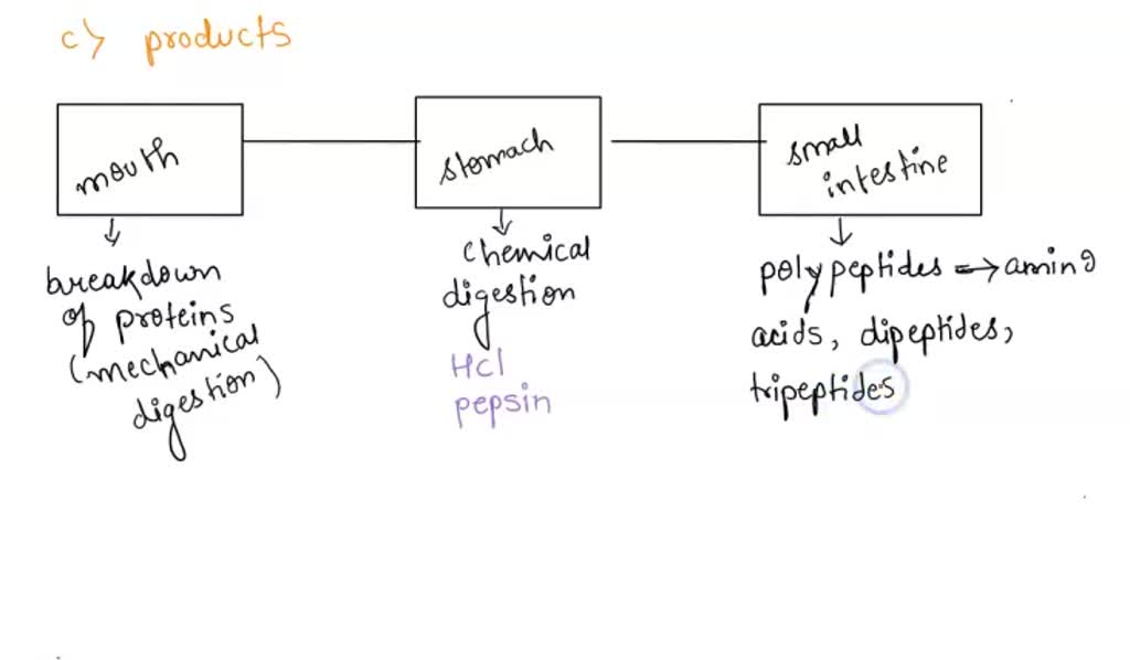 macromolecules flowchart