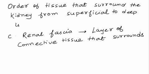 put-these-tissues-that-surround-the-kidney-in-order-from-superficial-to-deep-aadipose-tissue-bcapsule-crenal-fascia-ocab-obac-oabc-odba-20404