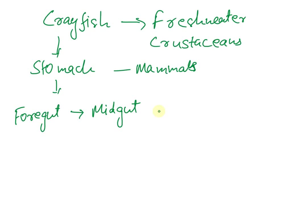 SOLVED What Does The Stomach Attach To Directly In Crayfish 