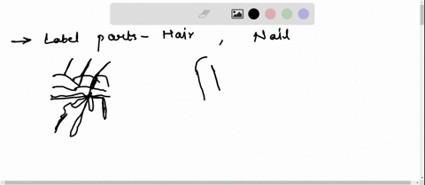 labeling-label-the-parts-of-a-hair-folliclesebaceous-gland-hair-shafthair-bulb-hair-root-hair-papilla-label-the-parts-of-a-naileponychiumfree-edge-hyponychium-lunulanail-matrixnail-root-late-85484