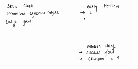 which-trait-do-scientists-infer-from-the-anatomy-of-skulls-that-have-large-skull-crest-prominent-eyebrow-ridges-and-large-jaws-select-one-the-ability-to-walk-erect-b-the-ability-to-think-and-23936