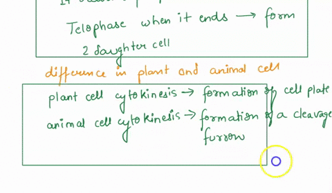 when-does-cytokinesis-occur-in-most-types-of-cells-relative-to-the-stages-of-mitosis-a-cytokinesis-in-plant-and-animal-cells-is-different-b-describe-how-cytokinesis-occurs-in-plant-cells-c-w-70196