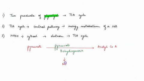 1-how-are-the-two-products-of-glycolysis-connected-to-the-reactions-of-the-tca-cycle-2-why-is-the-tca-cycle-considered-to-be-the-central-pathway-in-the-energy-metabolism-of-a-cell-3-describe-91153