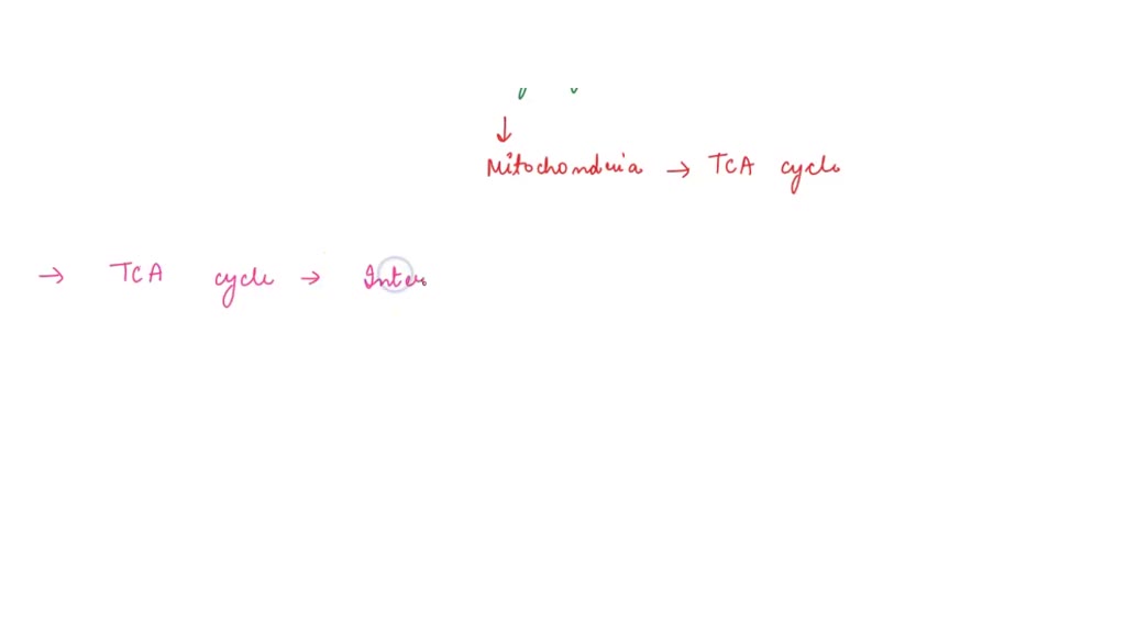 Why Is The Tca Cycle Considered To Be The Central Pathway In The Energy Metabolism Of A Cell