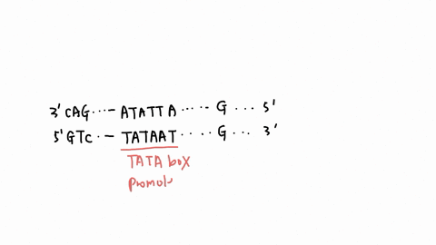 q224-the-diagram-below-shows-dna-for-the-part-of-a-gene-involved-in-transcription-initiation-can-you-label-the-diagram-hint-this-gene-has-a-slightly-different-orientation-than-youve-seen-before-in-thi