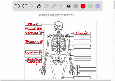 label-this-diagram-of-a-skeleton-79449