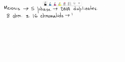 you-are-studying-a-cell-which-before-the-s-phase-of-the-cell-cycle-has-8-chromosomes-and-12-picograms-12-1012-grams-of-dna-complete-the-following-table-with-the-expected-number-of-chromosome-52883
