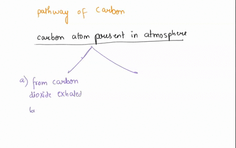 explain-all-the-steps-of-the-path-that-a-carbon-atom-takes-in-a-plant-starting-from-the-atmospheric-air-and-ending-with-a-growing-root-hair-cell-36865