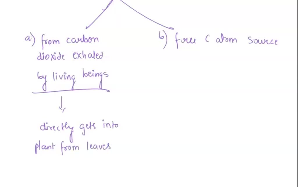 SOLVED Explain all the steps of the path that a carbon atom takes in a