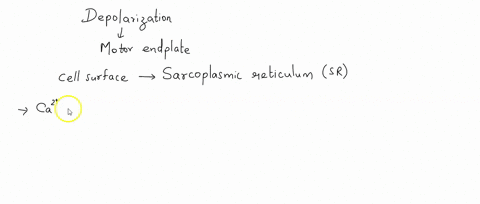 describe-the-sequence-of-events-that-occurs-when-an-action-potential-arrives-at-a-muscle-fibers-moto-20294