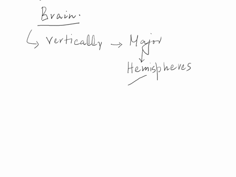what-does-the-right-hemisphere-of-the-brain-control-74916