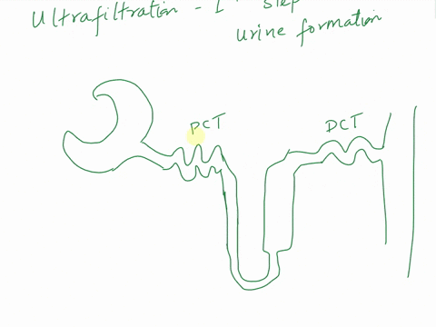 filtration-of-plasma-occurs-in-the-bowman-capsule-of-the-human-nephron-what-is-the-driving-force-for-this-initial-filtration-step-in-the-kidney-a-blood-pressure-b-contraction-of-smooth-muscl-35368