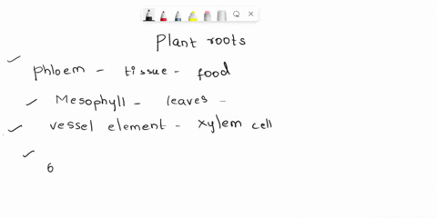 a-which-of-the-following-are-types-of-cells-in-plant-roots-select-all-that-apply-a-phloem-b-mesophyll-c-vessel-elements-d-guard-e-endodermal-f-companion-g-sieve-tube-h-tracheids-i-epidermal-88602