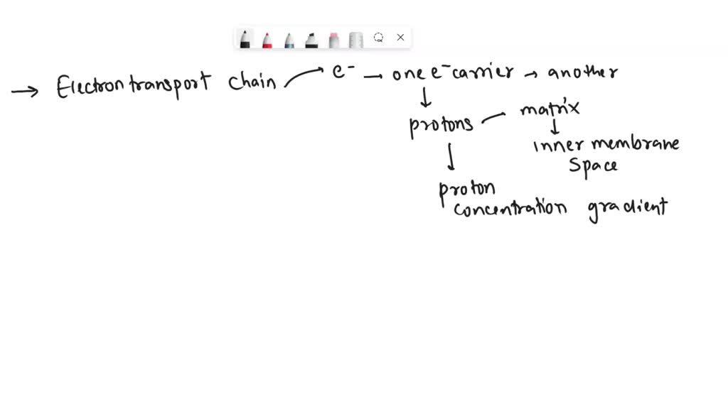 SOLVED: Describe in detail how the proton motive force (PMF) is ...