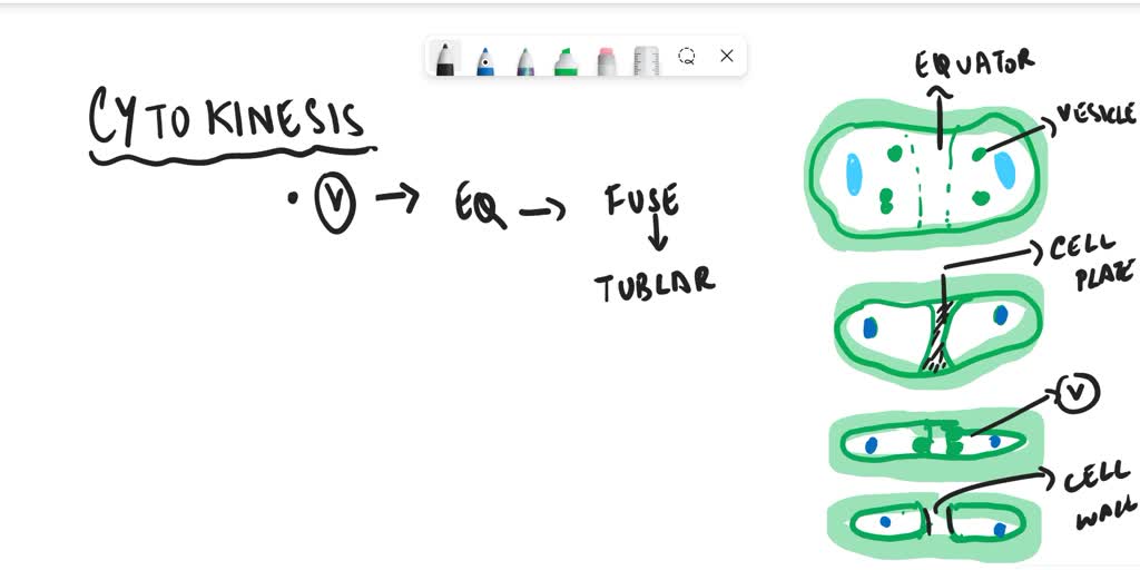 solved-how-do-plant-cells-undergo-cytokinesis-please-list-and-explain